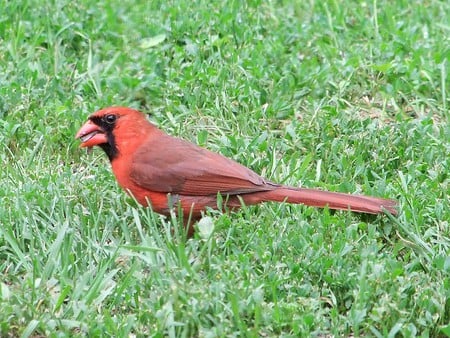 Grace IN Nature - cardnal, northern, bird, red