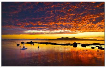 Swans in the sunset - lake, rocks, reflections, swans, gold clouds, sunset