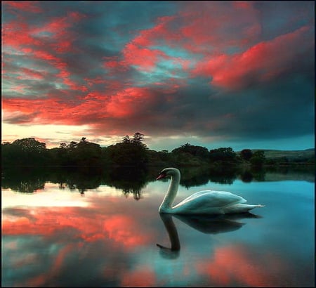 Swan at dusk - reflections, clouds, calm water, shoreline, blue and coral sky, swan swimming