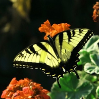 Swallowtail