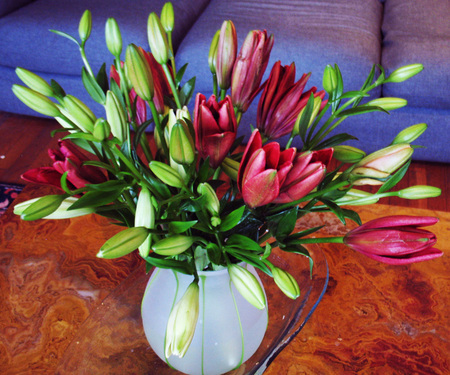 Living Colour - buds, tulips, couch, vase, spring, white, still, table, flowers, pinks