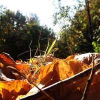 Leaves and trees