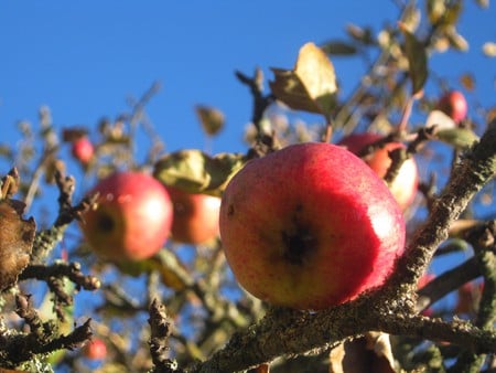 Autumn Apples - fruit, apples, tree, autumn