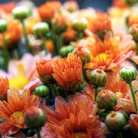 Daisies