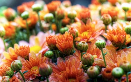 Daisies - nature, beautiful, daisy, flowers, daisies