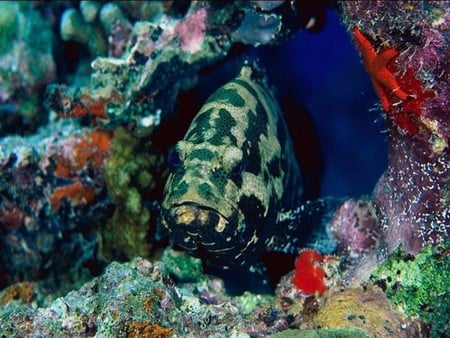 Underwater camoflage - camoflage, fish, animals, underwater