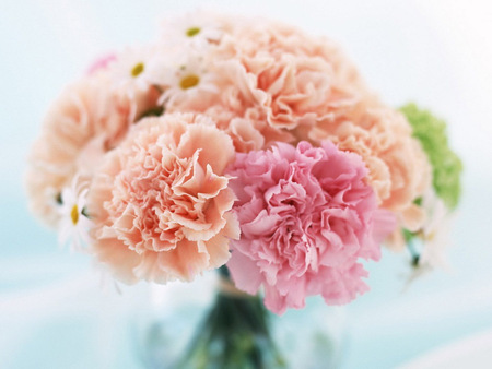 pink carnations - flowers, vase, nature, karanfili, carnations, pink