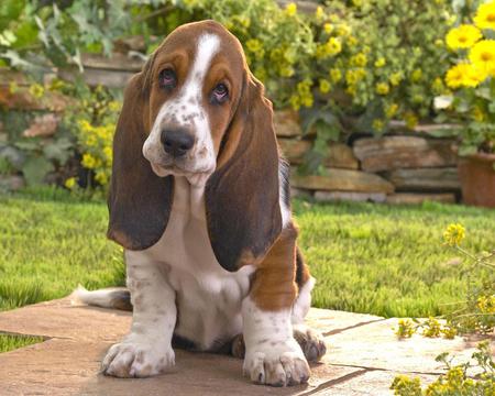 Basset Puppy - pets, puppy, animals, dogs