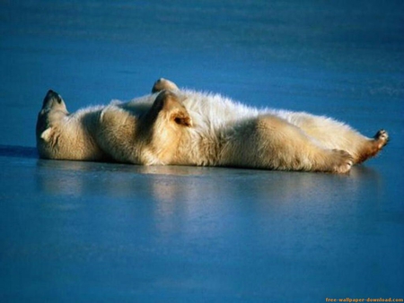 Taking A Rest - bears, animals, wild, funny