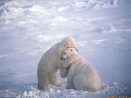 Bear Hug - loveable, hug, bears, animals