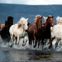 Beautiful Horses