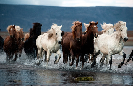 Beautiful Horses - black, white, horses, brown