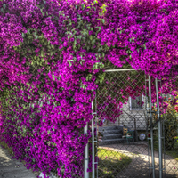 Purple Flowers Galore!