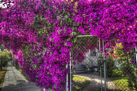 Purple Flowers Galore! - flowers, purple, bougainvilleas, galore