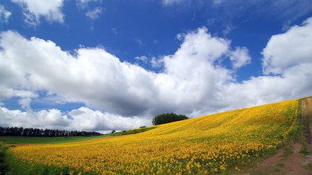 Yellow field - nature, sky, amazing, landscape, beautiful, clouds, field