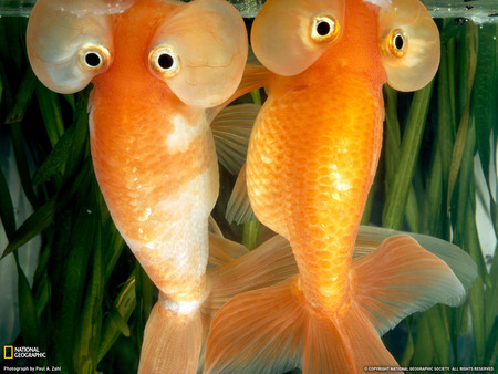 You won't hide from them! - nature, national geographic, funny, aquarium, fish, animals