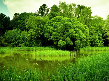 Green forest - nature, amazing, landscape, forest, beautiful, green