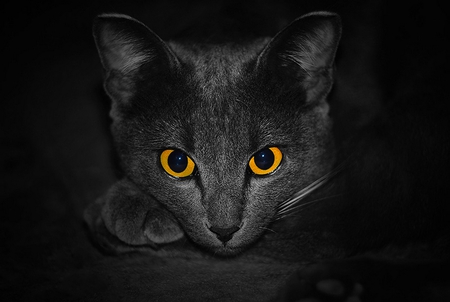 HALLOWEEN KITTY - halloween, cat, kitty, feline, black