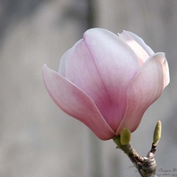 Magnolia Flower for Kent One