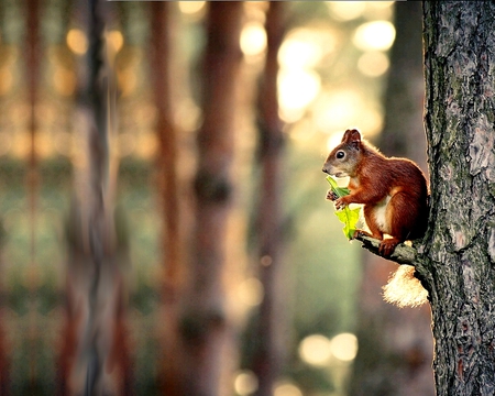 CUTE SAX PLAYER - squirrel, branch, holds, tree, leaf, cute