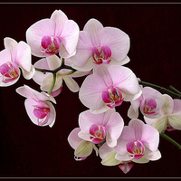 Orchids for Lamamake