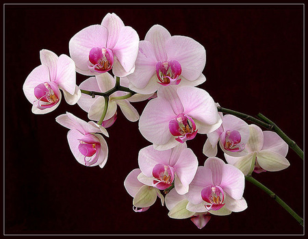 Orchids for Lamamake