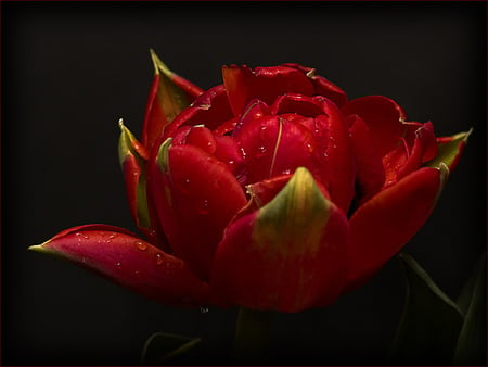 Tulip for Anca Simona - alone, closeup, art photo, red, beautiful, tulip, bacground, black