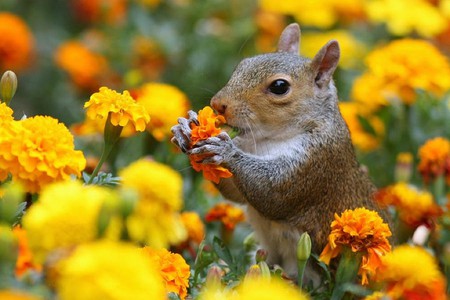 Squirrel in Flowers - flowers, picture, squirrel, beautiful