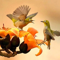 Birds on Flowers