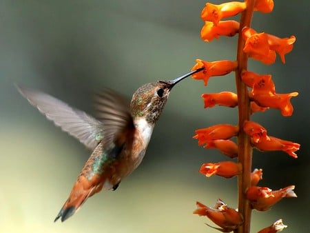 Humming Bird - picture, humming, beautiful, flowers, bird