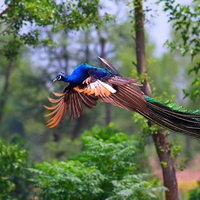 Flying Peacock