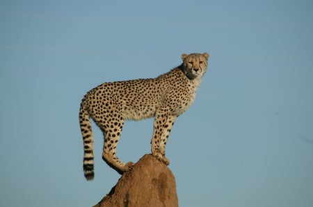 Cheetah in Namibia - cheetah, cats, animals, perched