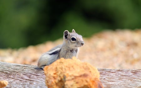 Curious Chipmunk - cute, chipmunk, animals, rodents