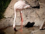 Flamingo at the Waterhole