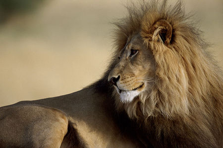 Leo the Lion ? - african, cats, animals, lion