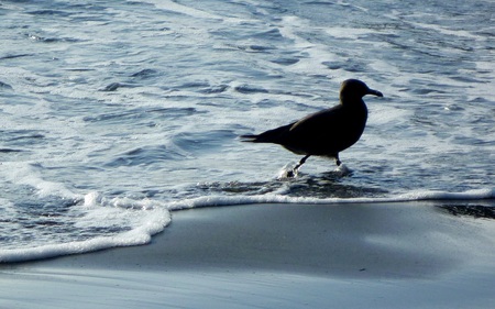 Little Buddy - birds, beach, gull, sea, animals