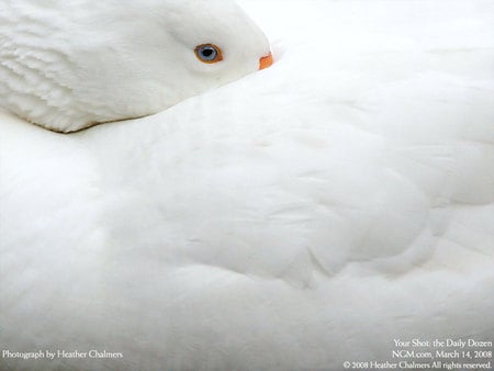 White - white, nature, national geographic, swan, feather