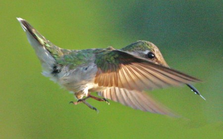 Hummingbird - animals, birds, hummingbird, beautiful