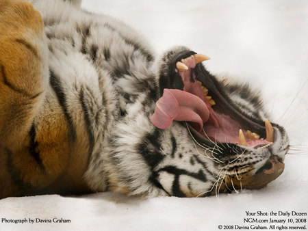 Tiger - shot, national geographic, funny, tiger, animals