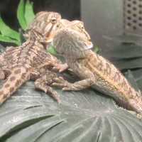 Baby Bearded Dragons