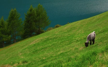 The Lake and the Lama - trees, llama, beautiful, green, lake, pasture, mountain, animals