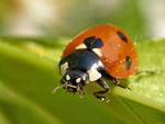 ladybug