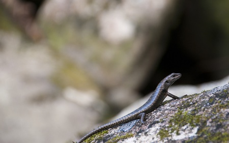 Lizard on a Rock