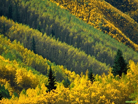 Amazing forest - field, tree, forest, landscape