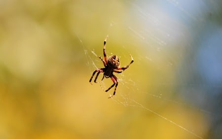 Poisonous Spider - ugly, animals, spider, arachnids, web