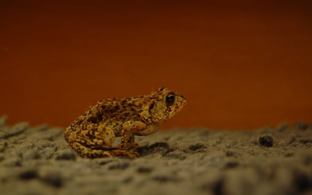 Prince Charming - frogs, carpet, animals, wild