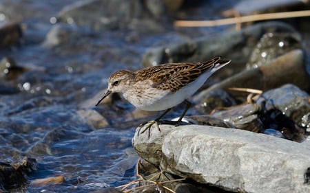 Semi Palmated Sandpiper - fishing, sandpiper, wild, animals, birds