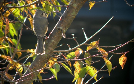 I'm Ok Now - female, wild, animals, cardinal, birds