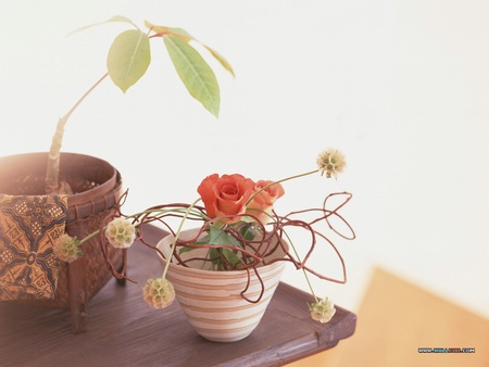 Side Table Trinkets - ornament, bowl, planter, simple, rose, vase, chair, floral, display, table, leaves, green, plant