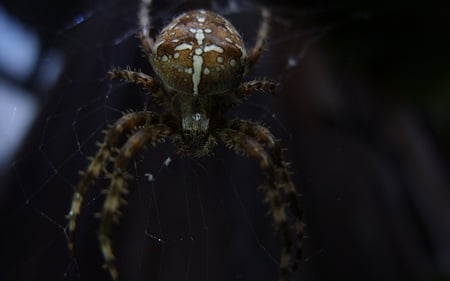 The Monster - ugly, animals, spider, arachnids, web